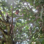 Aghar in the tree
