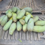 Climbing up the tree