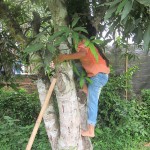 Halfway up the tree