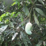 Mango in tree