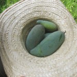 Mangos in the hat