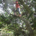 Sern Nay Htoo in tree