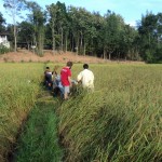 Harvest time at Legacy 015