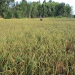 Harvest time at Legacy 014
