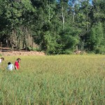 Harvest time at Legacy 001