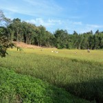 Harvest time at Legacy 012