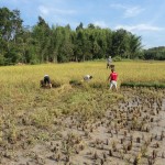 Harvest time at Legacy 008