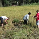 Harvest time at Legacy 005
