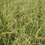 Harvest time at Legacy 003