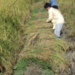 Harvest time at Legacy 002