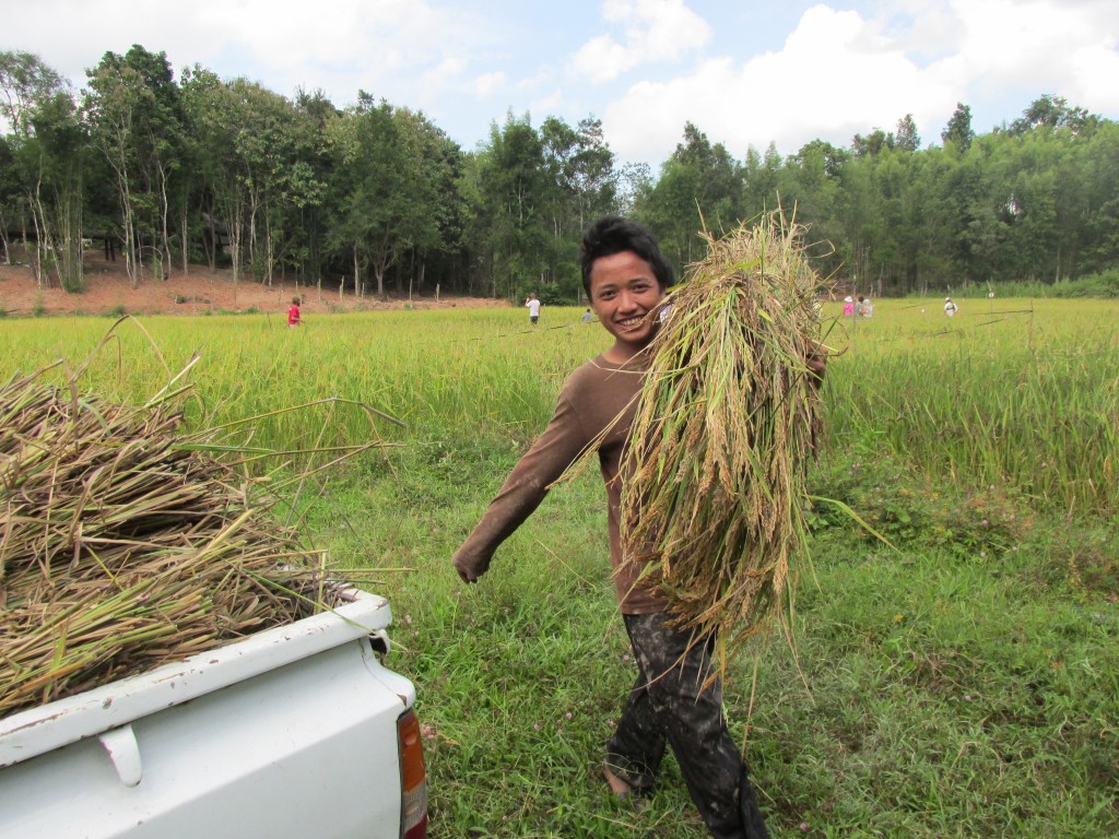 Harvest time at Legacy 025
