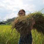 Harvest time at Legacy 022