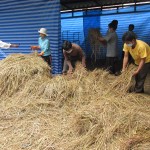 Harvest time at Legacy 017