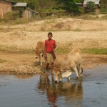 008 Crossing the river with his cows.