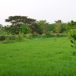 028 Rice field